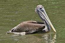 Pink-backed pelican