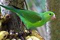 Plain Parakeet (Brotogeris tirica) -eating banana-6.jpg