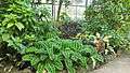 Plants Conservatory.JPG