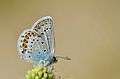 Plebejus idas.jpg