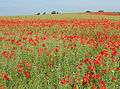 Poppy invasion, Ryton - geograph.org.uk - 1335295.jpg