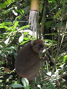 A brown-colored lemur clings to a shaft of giant bamboo while eating a fragment in its hands.