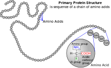 A protein depicted as a long unbranched string of linked circles each representing amino acids. One circle is magnified, to show the general structure of an amino acid. This is a simplified model of the repeating structure of protein, illustrating how amino acids are joined together in these molecules.