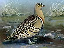 Four-banded sandgrouse