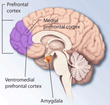 image of stress regions in brain