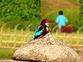 Pu La Deshpande garden birds.JPG