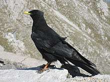 Photograph showing the left side of an Alpine chough perched standing on rocky ground