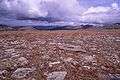 RMNP Trail Ridge Road Tundra.jpg