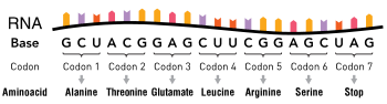 An RNA molecule consisting of nucleotides. Groups of three nucleotides are indicated as codons, with each corresponding to a specific amino acid.