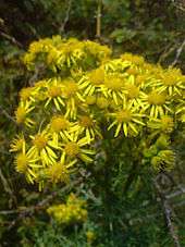 A yellow flower