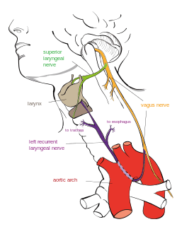 A diagram showing the recurrent laryngeal nerve