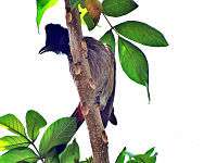 Red-vented-bulbul-in-curved-pos.jpg