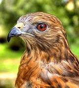 Red Shouldered Hawk portrait.jpg