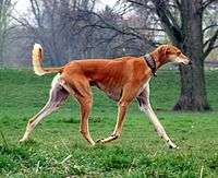 Red Smooth Saluki.jpg