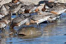 Large numbers of brown, white and reddish birds dip their heads into shallow water behind the carapace of a large crab-like creature