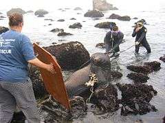 Photo of women holding board in foreground, two wet-suited men standing knee-deep in water, behind seal caught in net