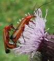 Rhagonycha.fulva.couple.2.jpg