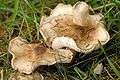 Rhodocollybia.butyracea4.-.lindsey.jpg