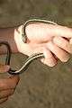 Ribbon Snake.jpg