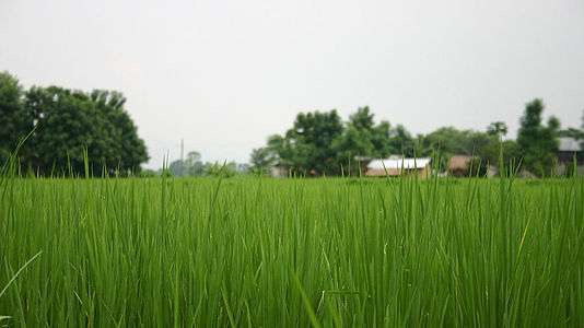 Rice Field (5709443758).jpg