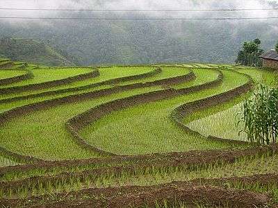 Rice Fields in Jamuna, Nepal.jpg