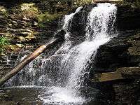 A double falls with a plunge pool at the base; the stone is quite jagged. Ferns and other green plants are visible on the surrounding rocks. A tree has fallen over the falls and its base leans against the rocks behind the falls.