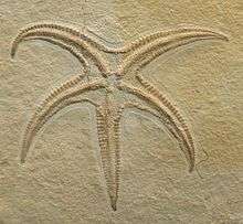 Starfish fossil