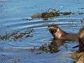 River Otter (7743626920).jpg