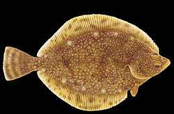 flatfish on black background