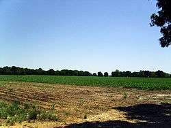 A photo indicative of the flat cotton covered terrain of the Arkansas Delta