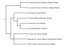 Taxonomy diagram