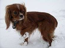 "A mostly red coloured dog with long ears standing in snow. It has a grey streak down the middle of its forehead, and often wears a collar with a pendant. There are clumps of snow around its legs."