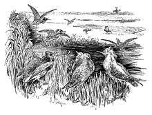  An 1897 black-and-white drawing of a group of Ruffs moving towards an area baited with food. Some are flying towards the food. A net lies on the ground beside the feeding area.