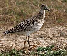  A single winter plumage male bird facing right on short grass in India. The upperparts are brown-grey with prominent white feather edges, and the underparts are white.