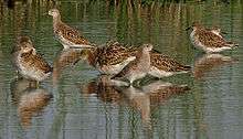  Eight winter-plumage birds standing in a pool in India.