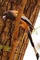 Rufous treepie (Sanjay Gandhi Biological Park).jpg