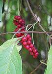 Schisandra chinensis 3.jpg