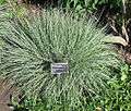 Schizachyrium scoparium - JBM.jpg