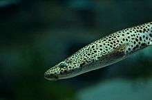 photo of a nursehound in a public aquarium