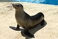 Sea-lion-Houston-Zoo.jpg