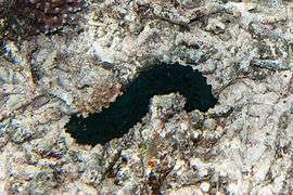 Sea cucumber Stichopus chloronotus (7669155166).jpg