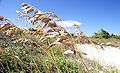 Sea oats-01.JPG