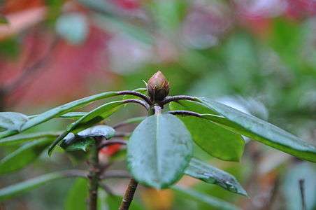 Seattle Japanese garden 2011 11.jpg