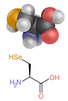 The structure of selenocysteine, this differs from the lead image by having the R group (the side-chain) replaced by a carbon atom with two hydrogen and a selenium attached.