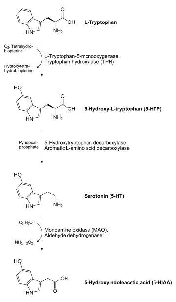  On top a L-tryptophan molecule with an arrow down to a 5-HTP molecule.  Tryptophan hydroxylase catalyses this reaction with help of O2 and tetrahydrobiopterin, which becomes water and dihydrobiopterin. From the 5-HTP molecule goes an arrow down to a serotonin molecule. Aromatic L-amino acid decarboxylase or 5-Hydroxytryptophan decarboxylase catalyses this reaction with help of pyridoxal phosphate. From the serotonin molecule goes an arrow to a 5-HIAA molecule at the bottom ot the image. Monoamine oxidase catalyses this reaction, in the process O2 and water is consumed, and ammonia and hydrogen peroxide is produced.