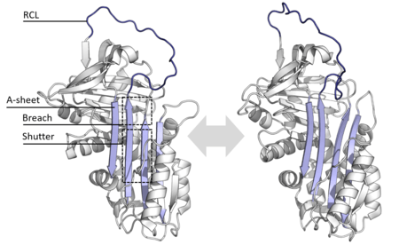 Diagram of serpin states