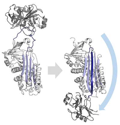 Conformational change diagram