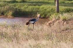 Shaba Kenya Bird1.jpg