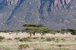 Shaba Kenya below the mountains.jpg