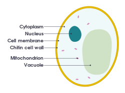 Cross-sectional 2D diagram of a yeast cell